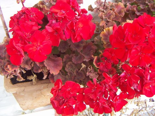 geraniums in herfstkleur
